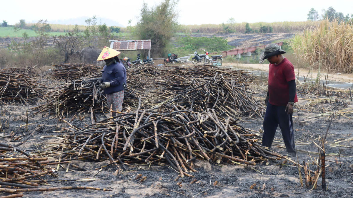 Người dân xã Ia Rsai thu hoạch mía bị cháy. Ảnh: Chí Đại.