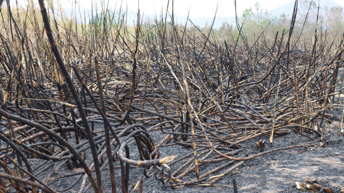 Nhiều diện tích mía của người dân xã&nbsp;Ia Rsai bị hư hại sau vụ cháy. Ảnh: Chí Đại.