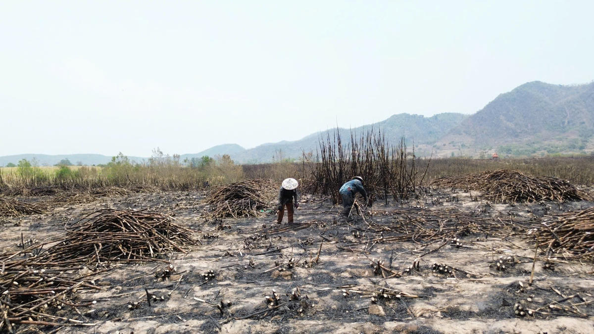 Gia đình ông Đoàn Văn Thuyến thu hoạch số mía còn lại sau vụ cháy. Ảnh: Đình Sang.
