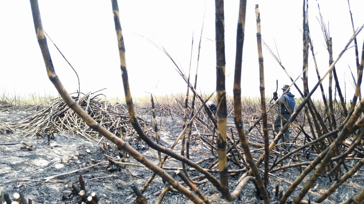 Những cây mía sắp ngày thu hoạch của người dân xã&nbsp;Phú Túc bị cháy đen. Ảnh: Chí Đại.