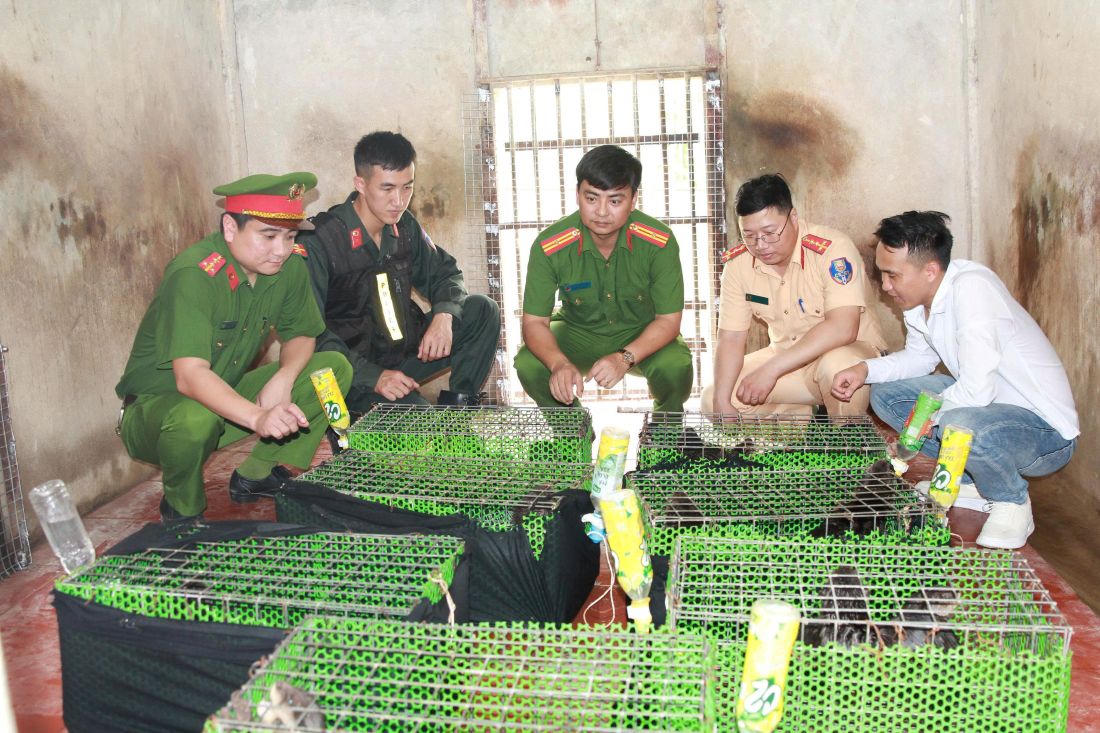 Cơ quan chức năng kiểm tra số động vật quý hiếm thu giữ. Ảnh: Công an tỉnh Nghệ An