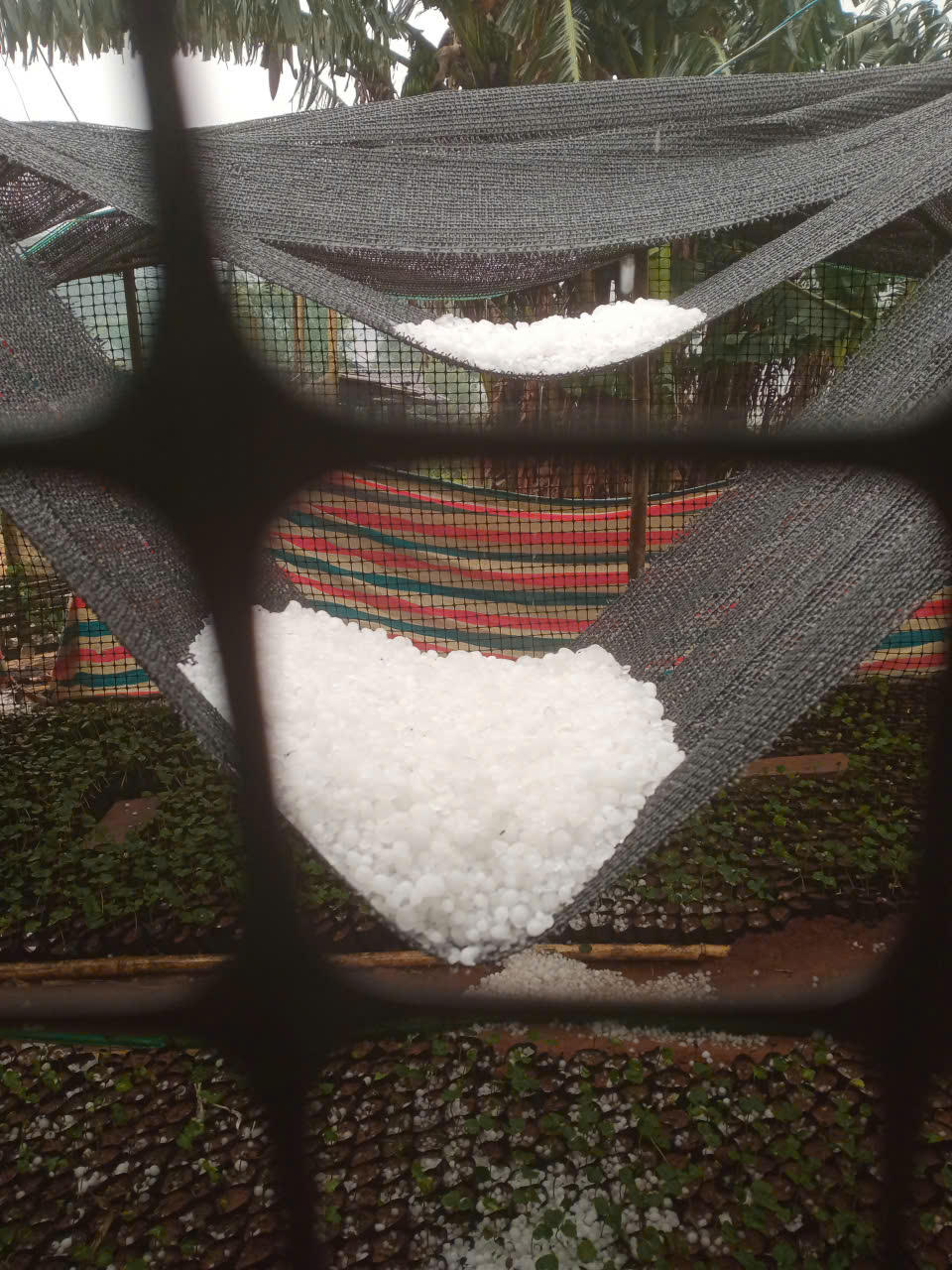 Mưa đá xảy ra tại xã Phiêng Cằm.