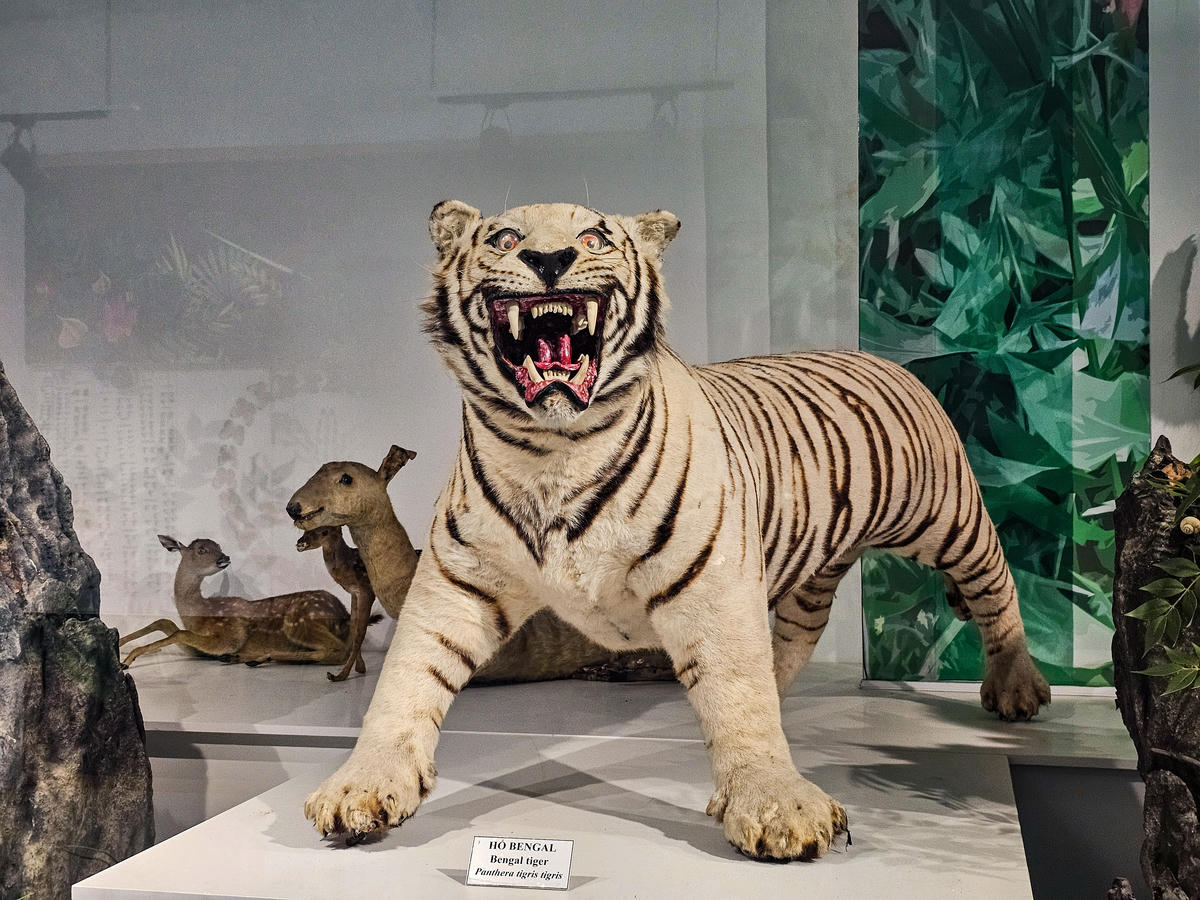 Đây là những tư liệu gốc phản ánh sinh động sự đa dạng sinh học của hệ sinh thái Cúc Phương nói riêng và Việt Nam nói chung. Ảnh: Đình Minh