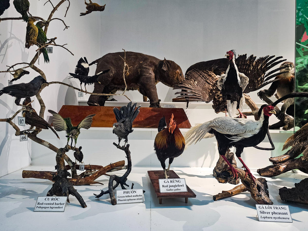 Sau gần nửa thế kỷ phát triển, nơi đây đã trở thành một trong những bộ sưu tập mẫu vật thiên nhiên quy mô lớn trong hệ thống các vườn quốc gia và khu bảo tồn tại Việt Nam. Ảnh: Đình Minh