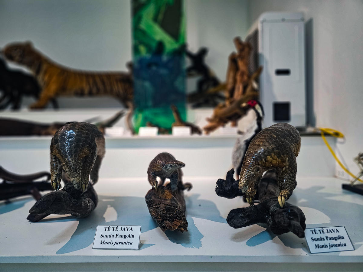 Cùng với đó là khoảng 4.000 mẫu côn trùng; 450 mẫu thú, chim, bò sát và lưỡng cư cùng hàng trăm mẫu khoáng vật, hóa thạch và hiện vật khảo cổ. Ảnh: Đình Minh