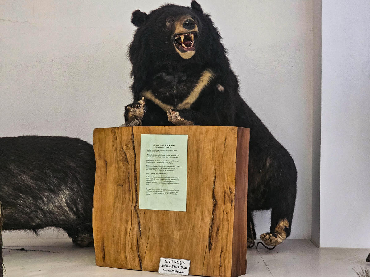 Về động vật, những mẫu ngâm tiêu bản như voọc mông trắng (biểu tượng bảo tồn của Cúc Phương), hay loài thú lớn như voi, gấu ngựa đều có mặt tại đây... Ảnh: Đình Minh
