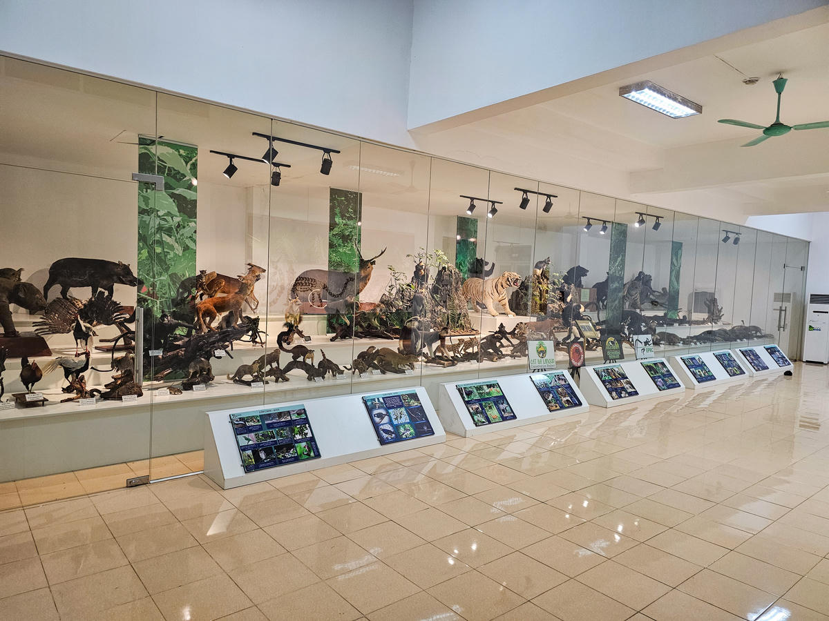 Từ những bộ sưu tập mẫu vật ban đầu phục vụ nghiên cứu, bảo tàng dần được xây dựng và hoàn thiện, trở thành một thiết chế khoa học - giáo dục quan trọng, góp phần lưu giữ và giới thiệu những giá trị tiêu biểu của hệ sinh thái rừng mưa nhiệt đới. Ảnh: Đình Minh