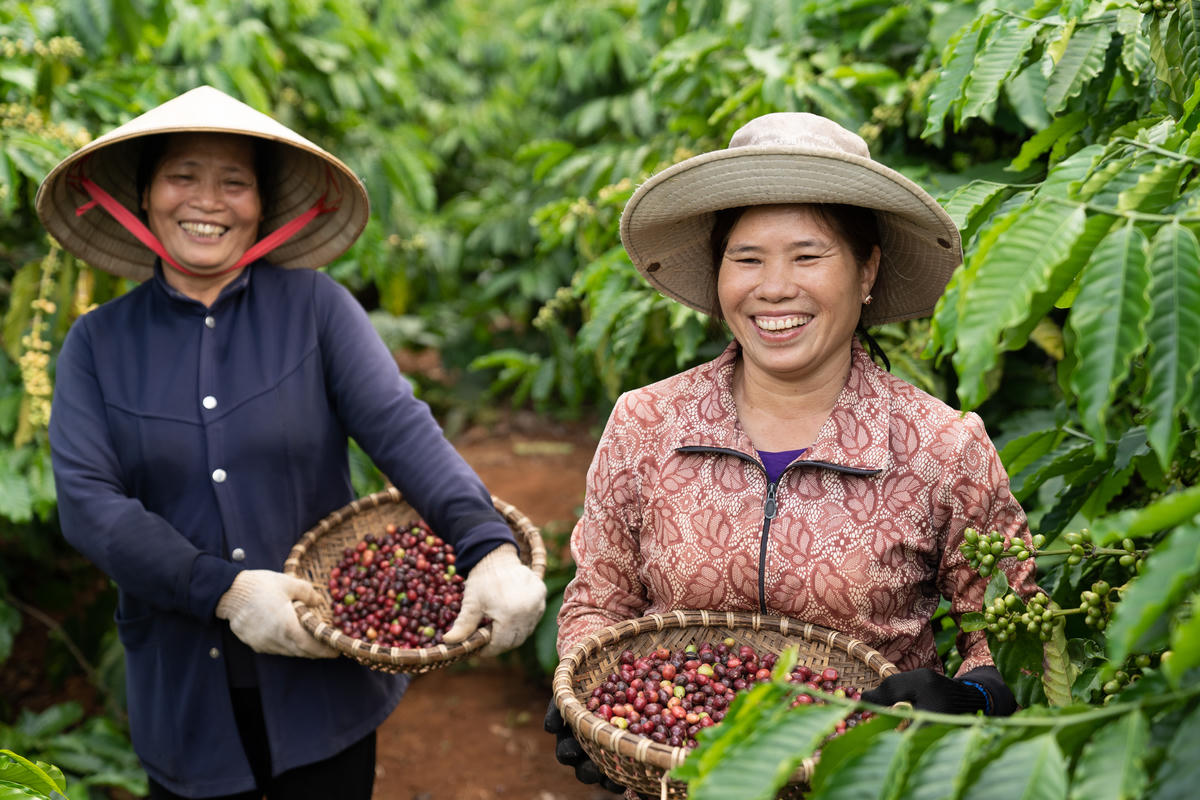 Sau thời gian đạt đỉnh, giá cà phê trong nước đang có xu hướng giảm. Ảnh: Minh hoạ - QĐ.