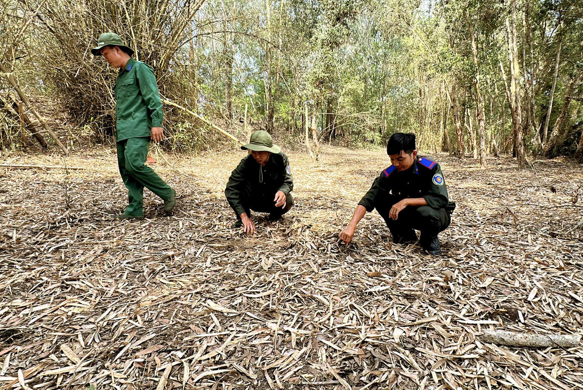 Lực lượng bảo vệ cơ động của Vườn Quốc gia Tràm Chim đang kiểm tra lớp thực bì tại rừng tràm. (Ảnh: Trung Ngãi).