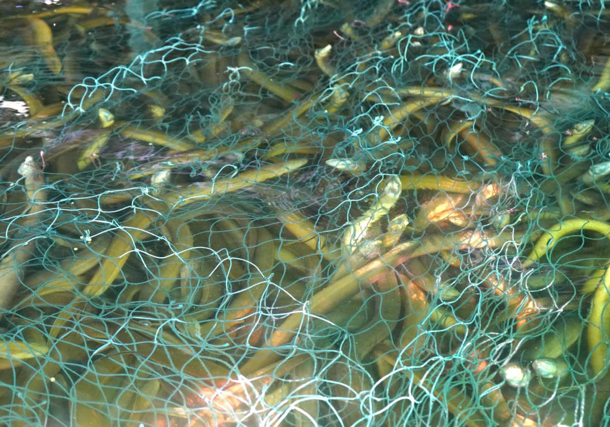 Giá thu mua hiện chỉ dao động 35.000-40.000 đồng/kg, giảm khoảng 40.000-50.000 đồng/kg so với cuối năm 2025. Ảnh: Nguyên Du