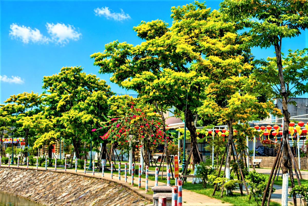 Hoa sưa nở vàng rực góc bờ hồ Nguyễn Du, phường Tam Kỳ. Ảnh: Nguyễn Tín.