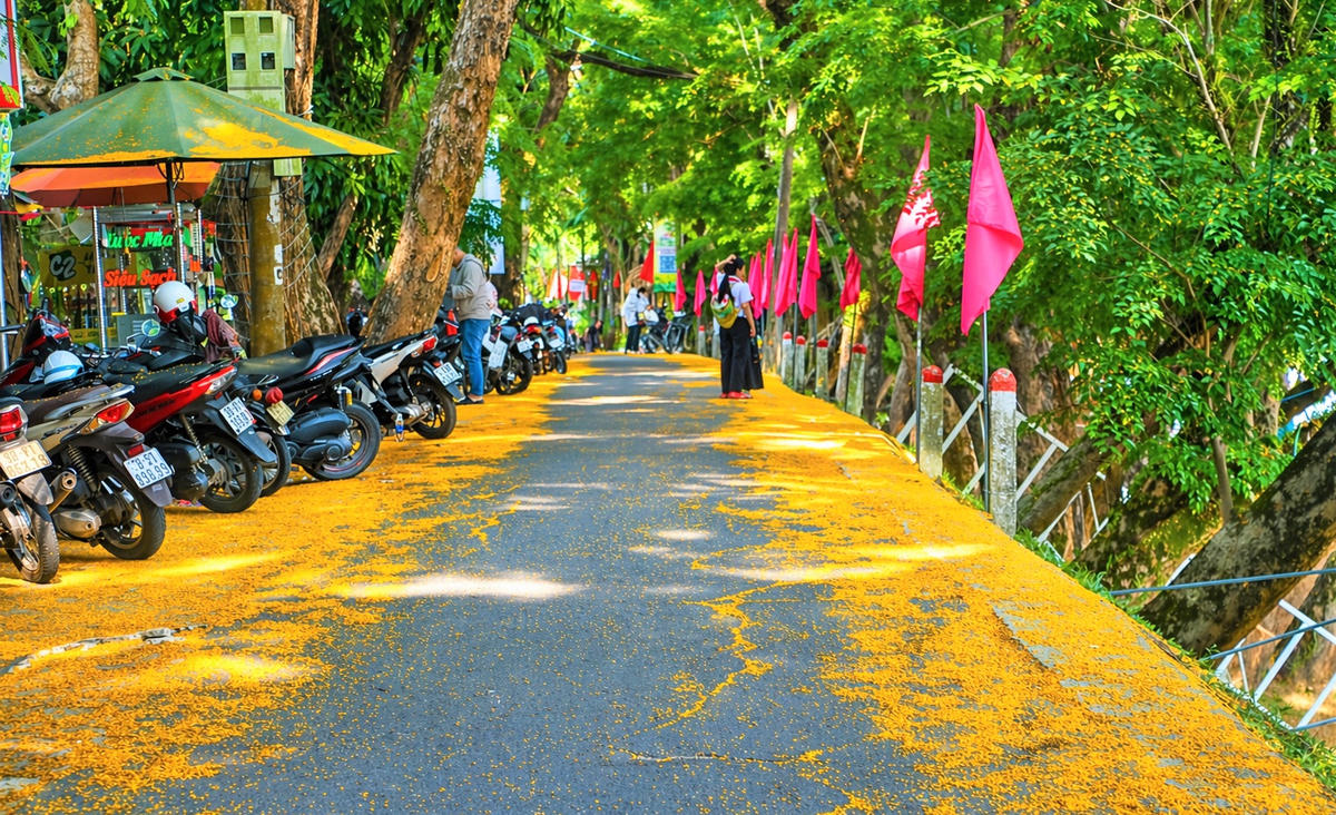 Sưa trải thảm vàng trên đường làng Hương Trà. Ảnh Tấn Thành