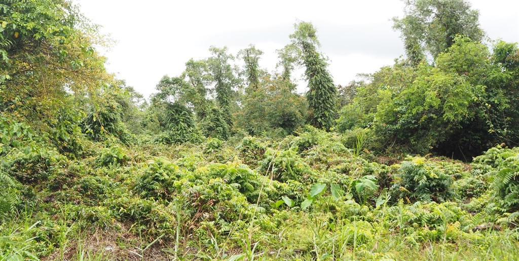 Rừng U Minh Hạ đang bước vào cao điểm mùa khô, nguy cơ cháy rừng rất cao. Ảnh: CTV