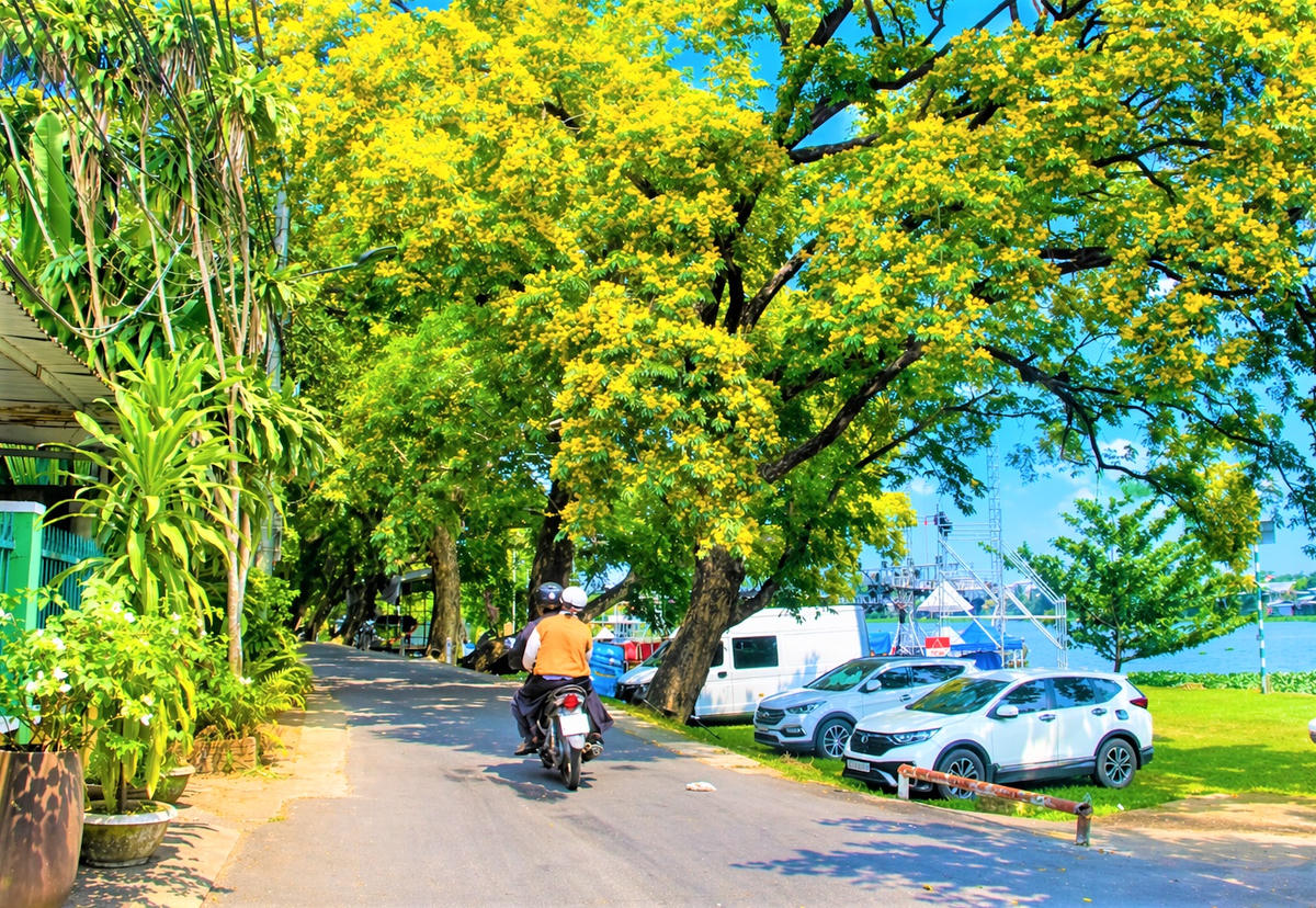 Đường làng Hương Trà hoa sưa nở vàng rực rỡ. Ảnh: Tấn Thành.