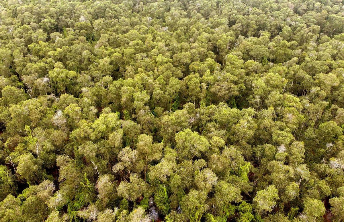 Rừng tràm Vườn Quốc gia Tràm Chim nhìn từ trên cao. (Ảnh: Trung Ngãi).