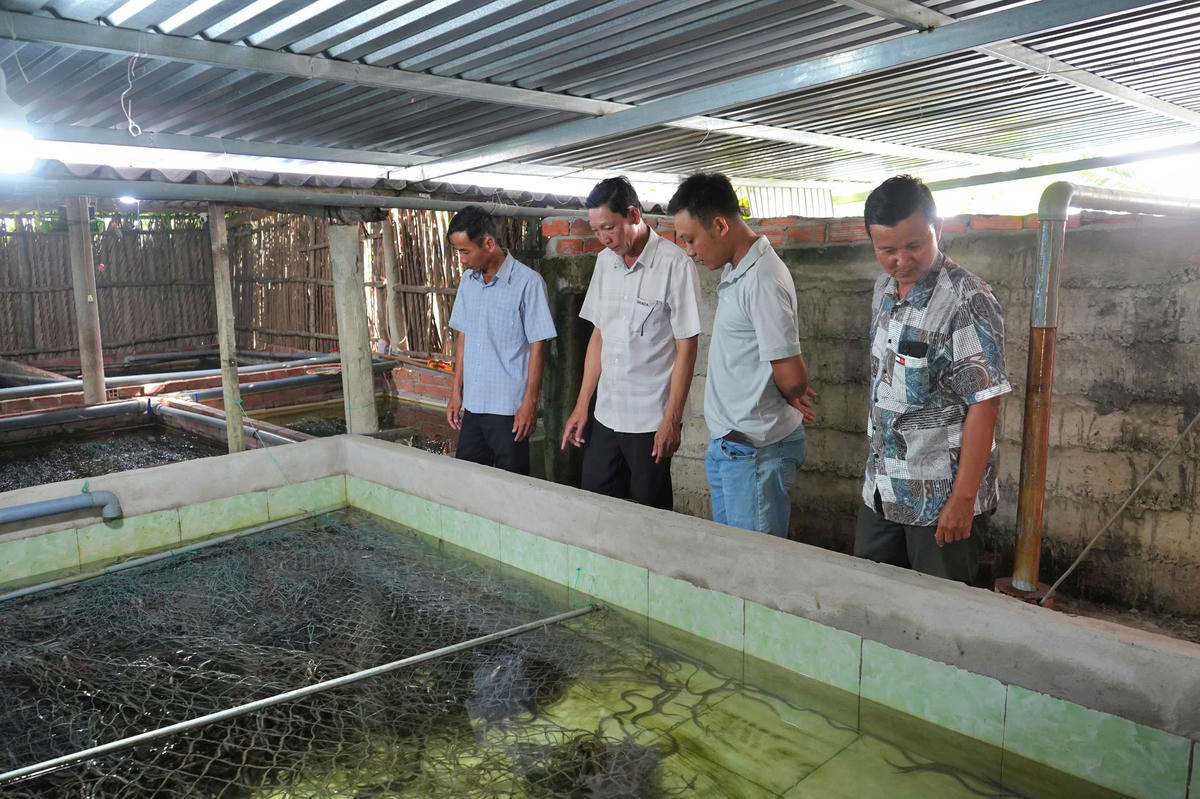 Chỉ tính riêng ở xã An Trạch (Cà Mau) có 24 hộ nuôi lươn đang tồn đọng trên 100 tấn lươn quá lứa do bí đầu ra khiến nông dân đứng ngồi không yên. Ảnh: Nguyên Du