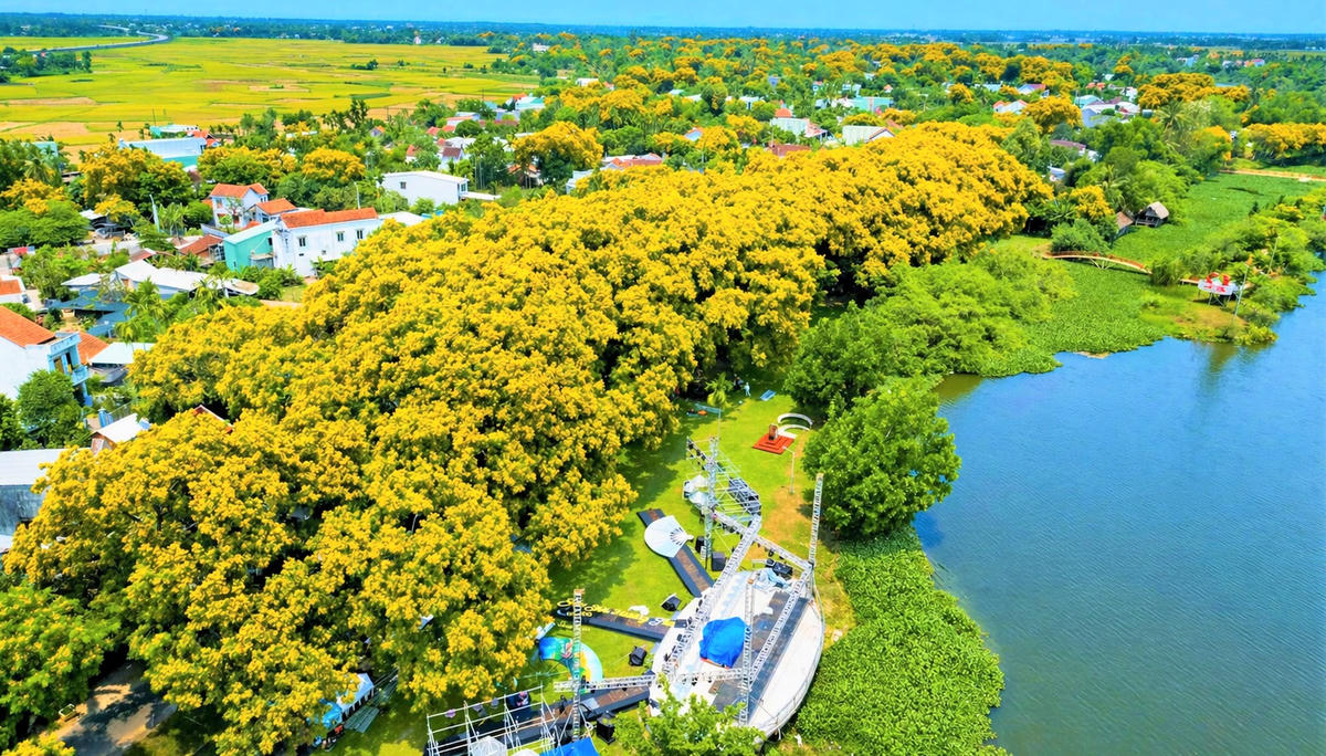 Một góc bờ sông Tam Kỳ, đoạn chảy qua phường Hương Trà hoa sưa nở vàng rực rỡ. Ảnh: Tấn Thành.