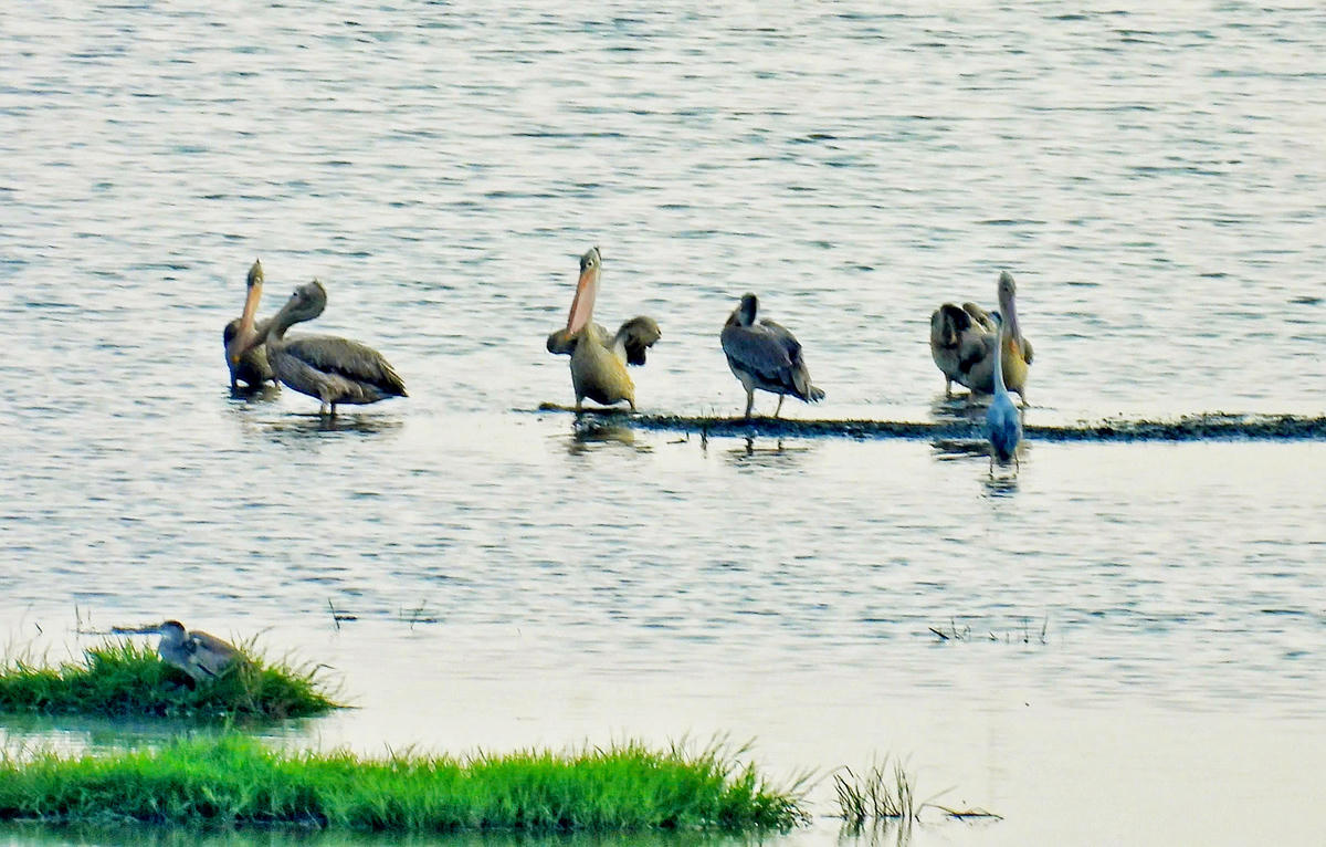 Đàn bồ nông chân xám gồm 6 cá thể xuất hiện tại Vườn quốc gia Tràm Chim sau 6 năm vắng bóng. (Ảnh: VQG Tràm Chim).