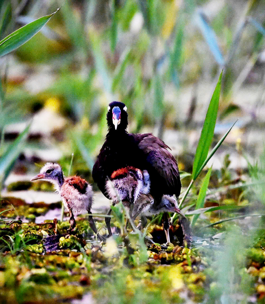 Vườn quốc gia Tràm Chim nơi quy tụ nhiều loài chim quý hiếm có trong Sách đỏ đang sinh sống. (Ảnh: Trung Ngãi).