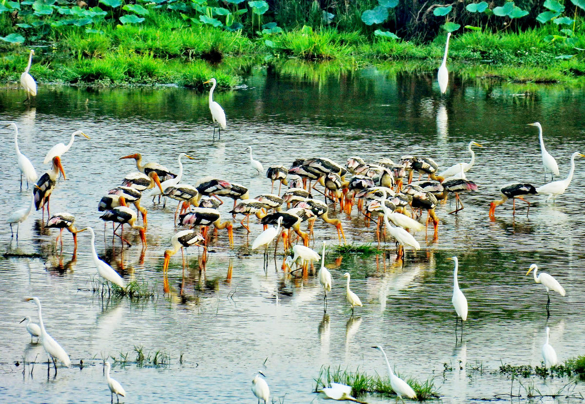 Đàn cò đang tìm kiếm thức ăn. (Ảnh: VQG Tràm Chim).