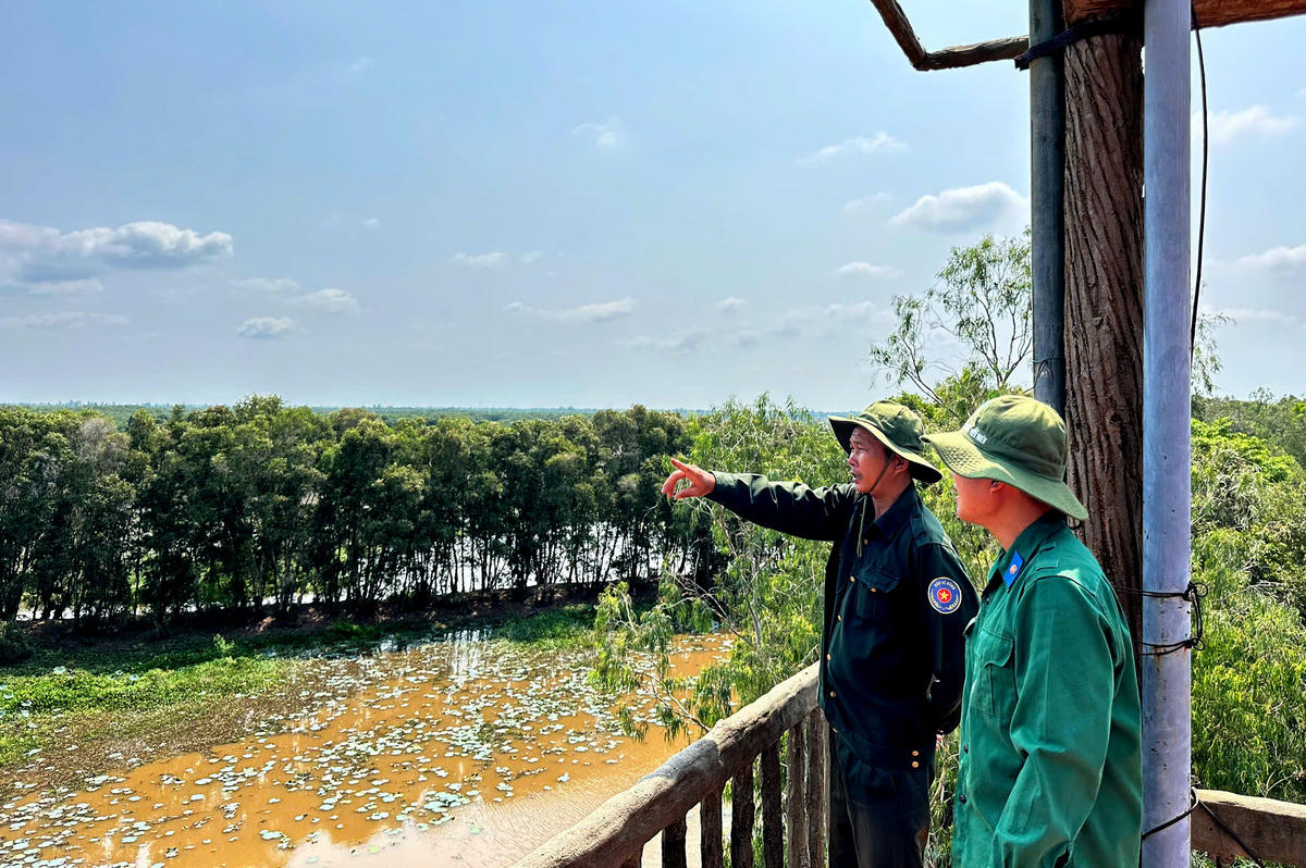 Lực lượng bảo vệ cơ động tại Vườn Quốc gia Tràm Chim đang làm nhiệm vụ từ đài quan sát. (Ảnh: Trung Ngãi).