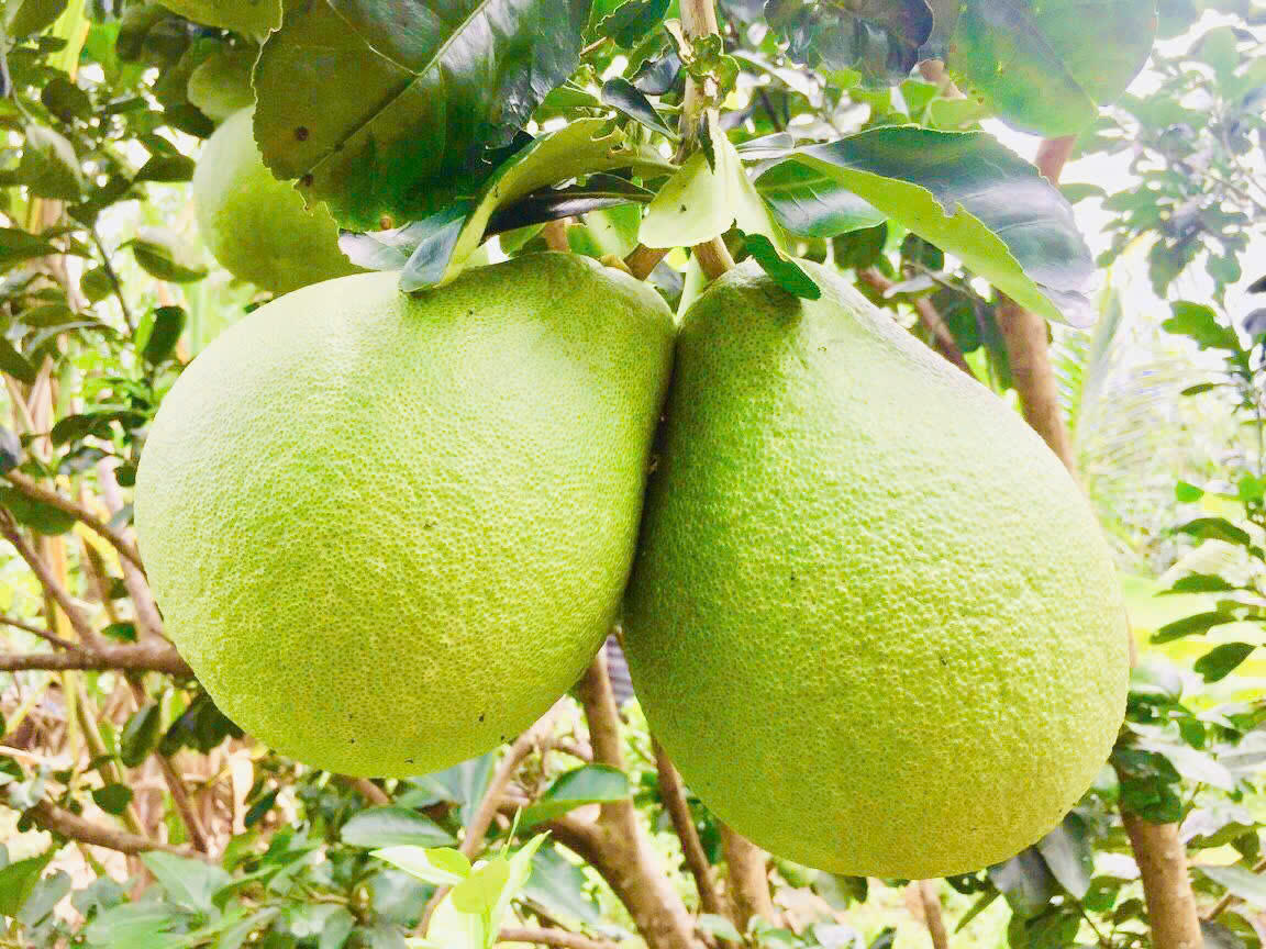 Bưởi da xanh miền Tây vươn sang Úc, khẳng định bước chuyển mình của nông nghiệp Việt. (Ảnh: Trung Ngãi).