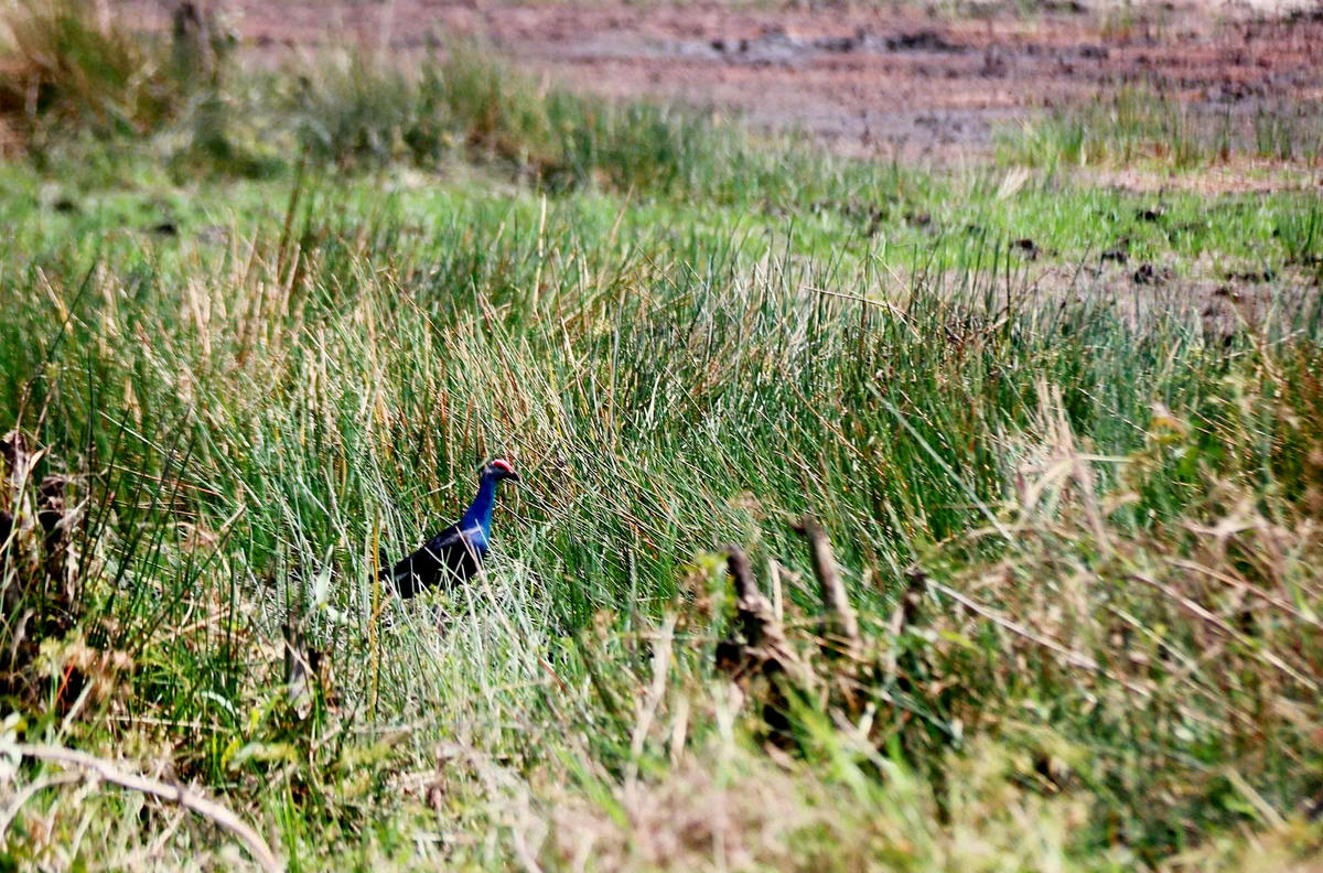 Trích cồ – loài chim quý hiếm đang kiếm ăn tại Vườn quốc gia Tràm Chim. (Ảnh: Trung Ngãi).