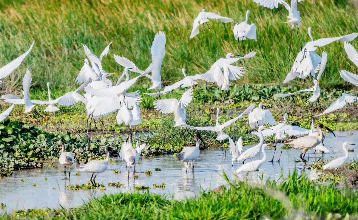 Đàn chim, cò sà xuống các vùng nước để kiếm ăn. (Ảnh: VQG Tràm Chim).