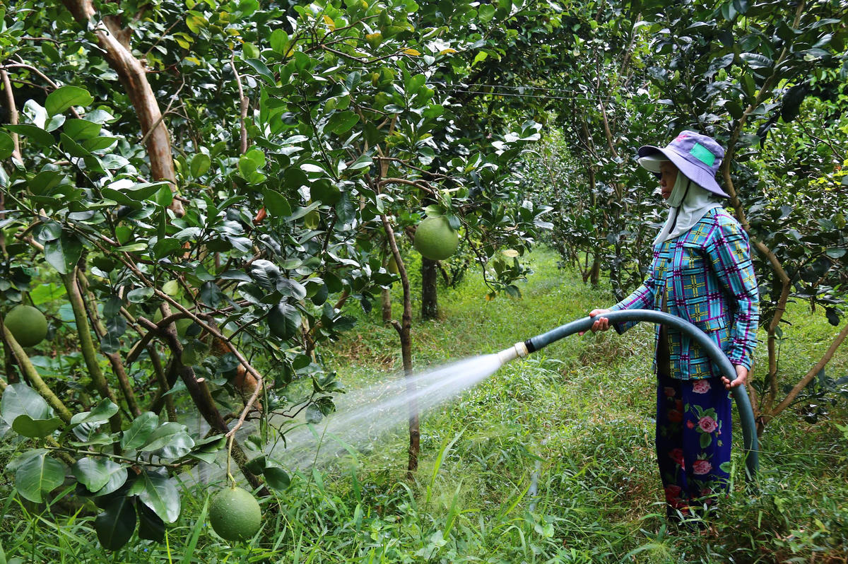Nông dân đang chăm sóc vườn bưởi. Ảnh Trung Ngãi&nbsp;