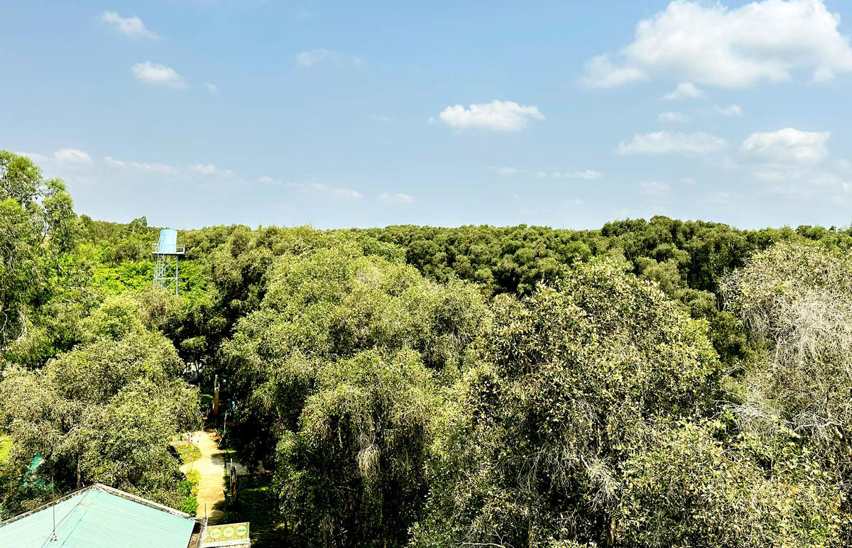 Một góc Vườn quốc gia Tràm Chim. (Ảnh: Trung Ngãi).