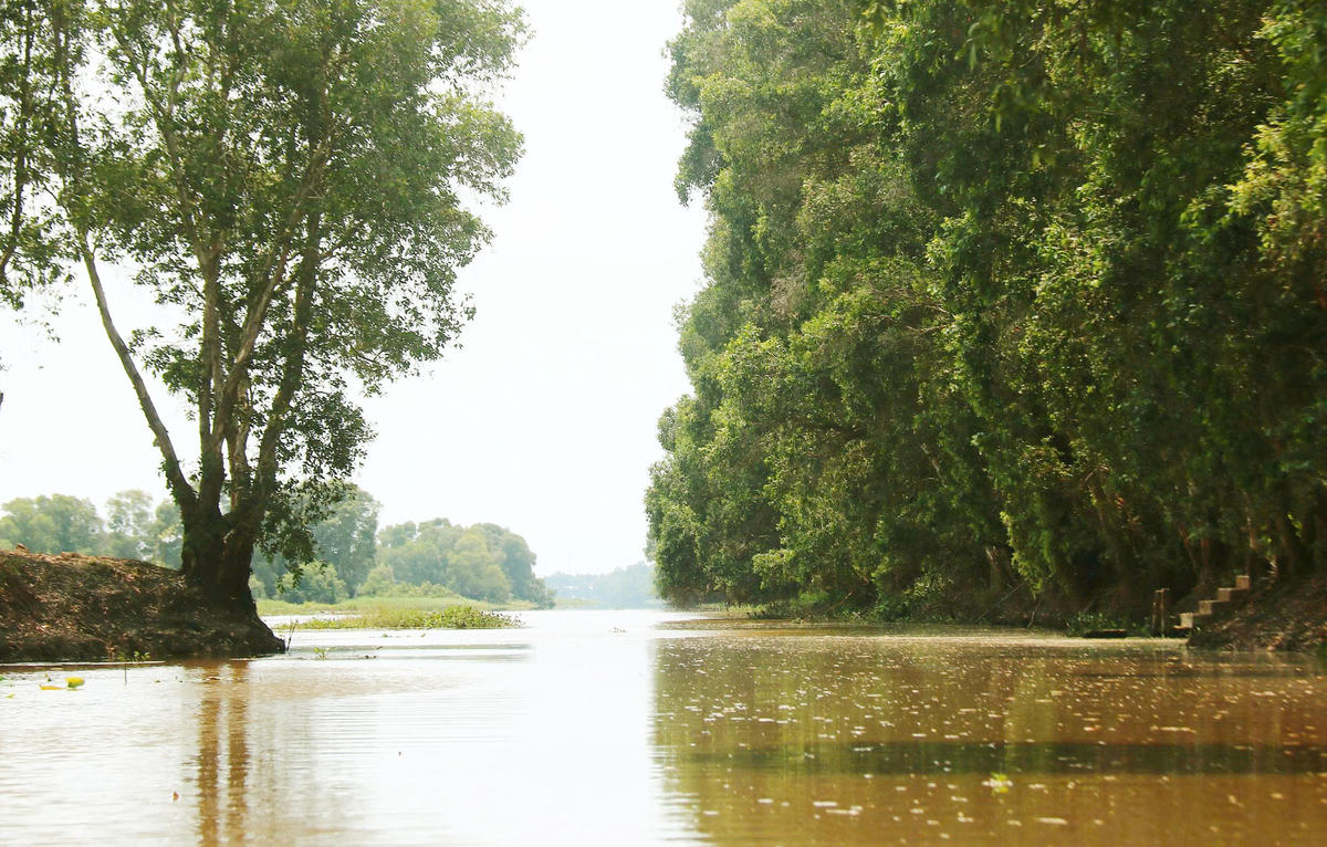 Đất ngập nước Tràm Chim “thức giấc”, chim trời kéo về kín lối