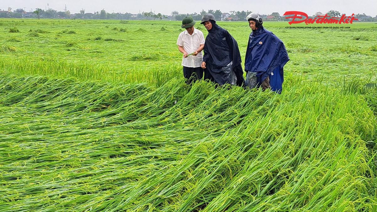 Lãnh đạo xã Đức Quang kiểm tra các vùng đồng để hướng dẫn bà con khắc phục. Ảnh: TU.