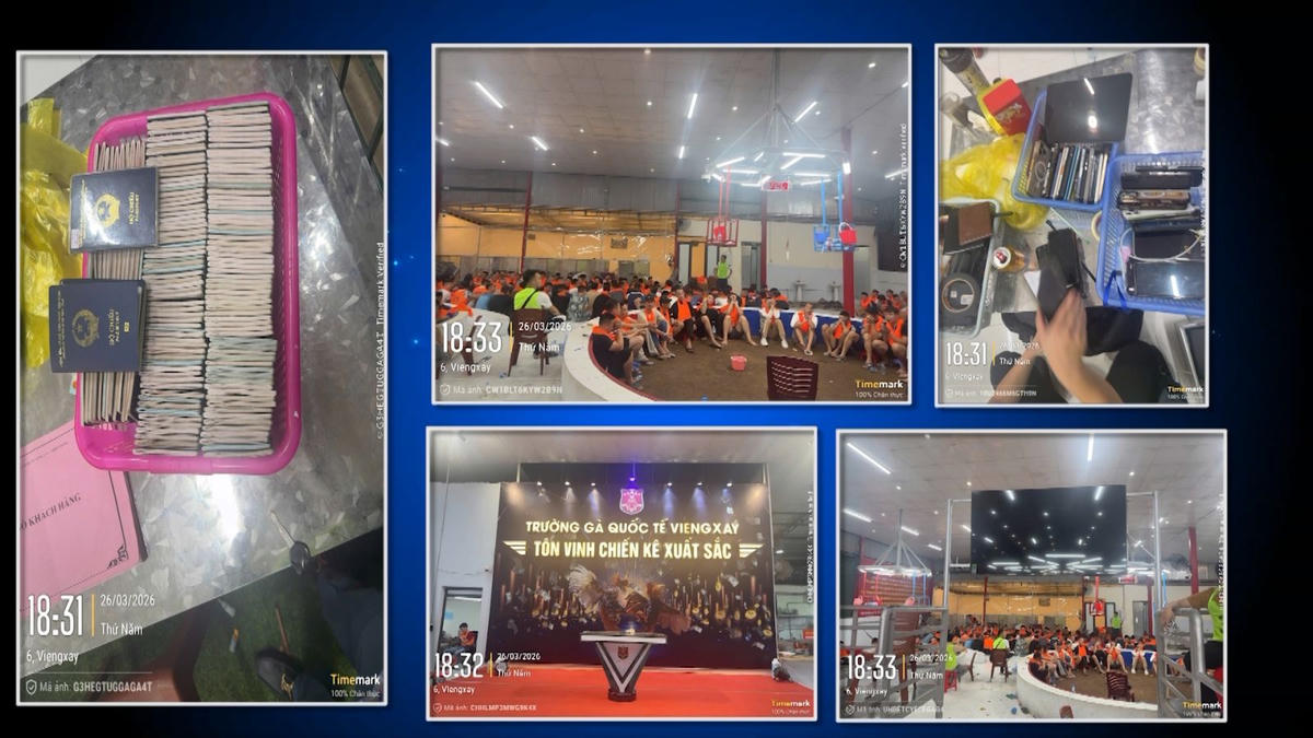 Lực lượng chức năng đột kích tại trường gà vào tối ngày 26/3. Ảnh: CATH