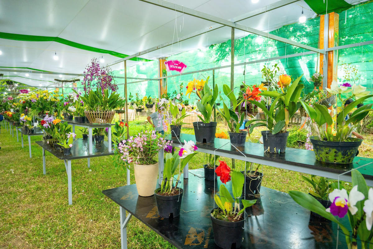 Ngắm hoa phong lan, cây bonsai, đá cảnh được trưng bày ở Đại Nội Huế