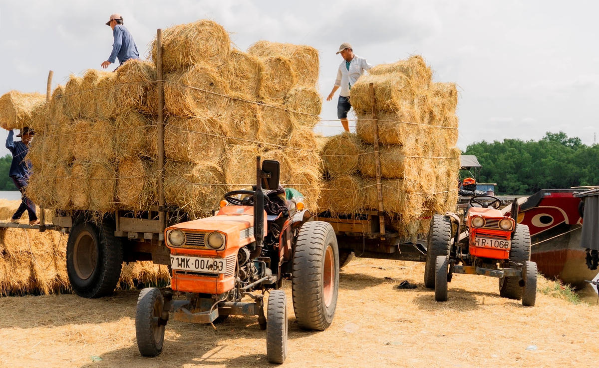 Những chiếc xe công nông chất đầy rơm cuộn để vận chuyển đến nơi tập kết đưa đi tiêu thụ. (Ảnh: Trí Trần).