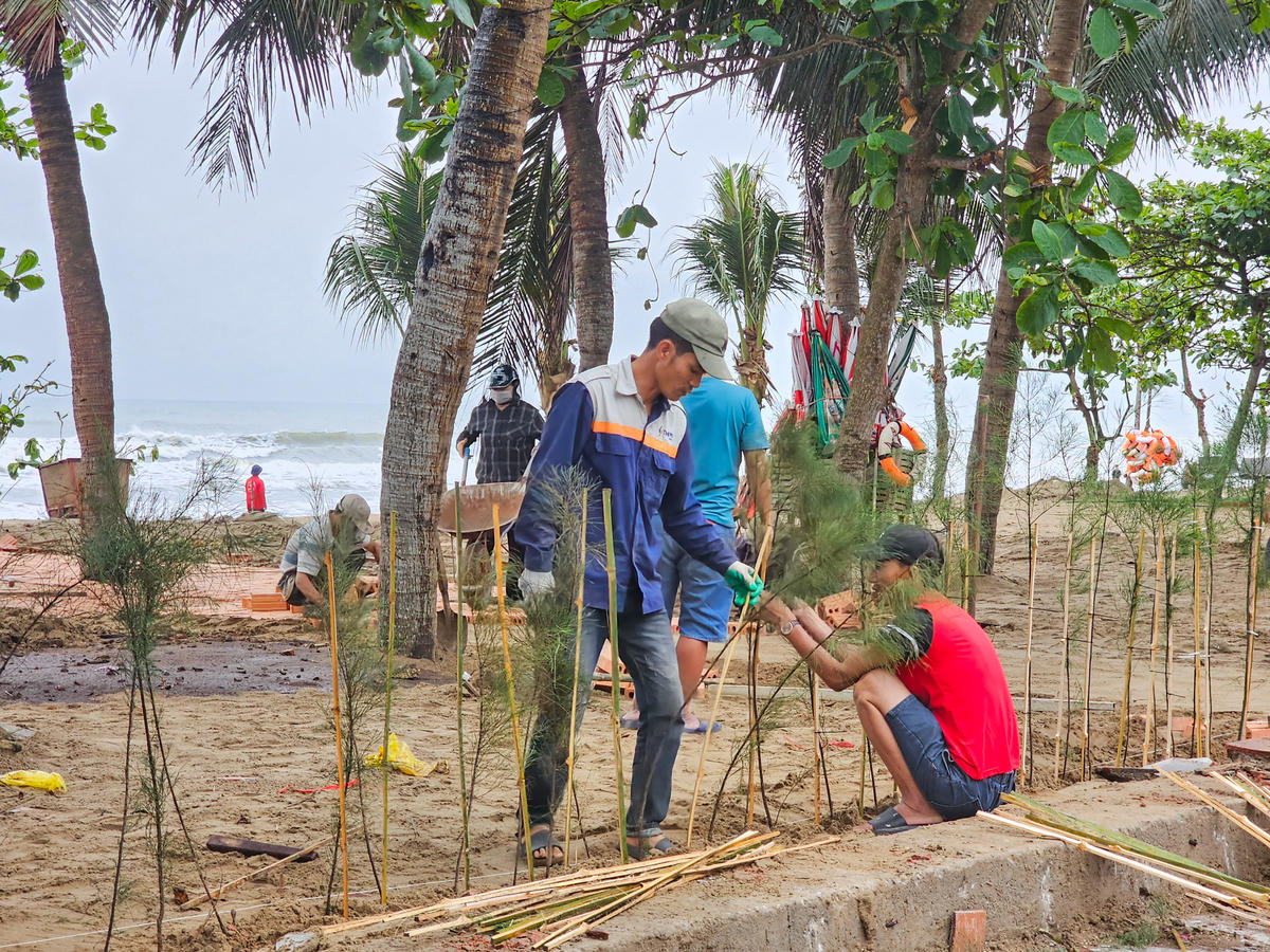Đối với cây phi lao, được trồng thẳng hàng như một hàng rào tự nhiên ở nơi giáp ranh giữa vỉa hè và bãi cát. Ảnh: Đình Minh