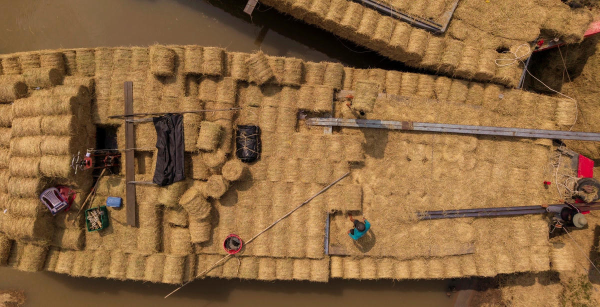 Từng chuyến ghe chở đầy rơm cuộn nối nhau cập bến ven dòng Ba Lai. (Ảnh: Trí Trần).