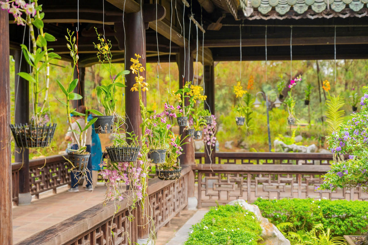 Khoảng 1.000 tác phẩm phong lan với nhiều chủng loại phong phú.