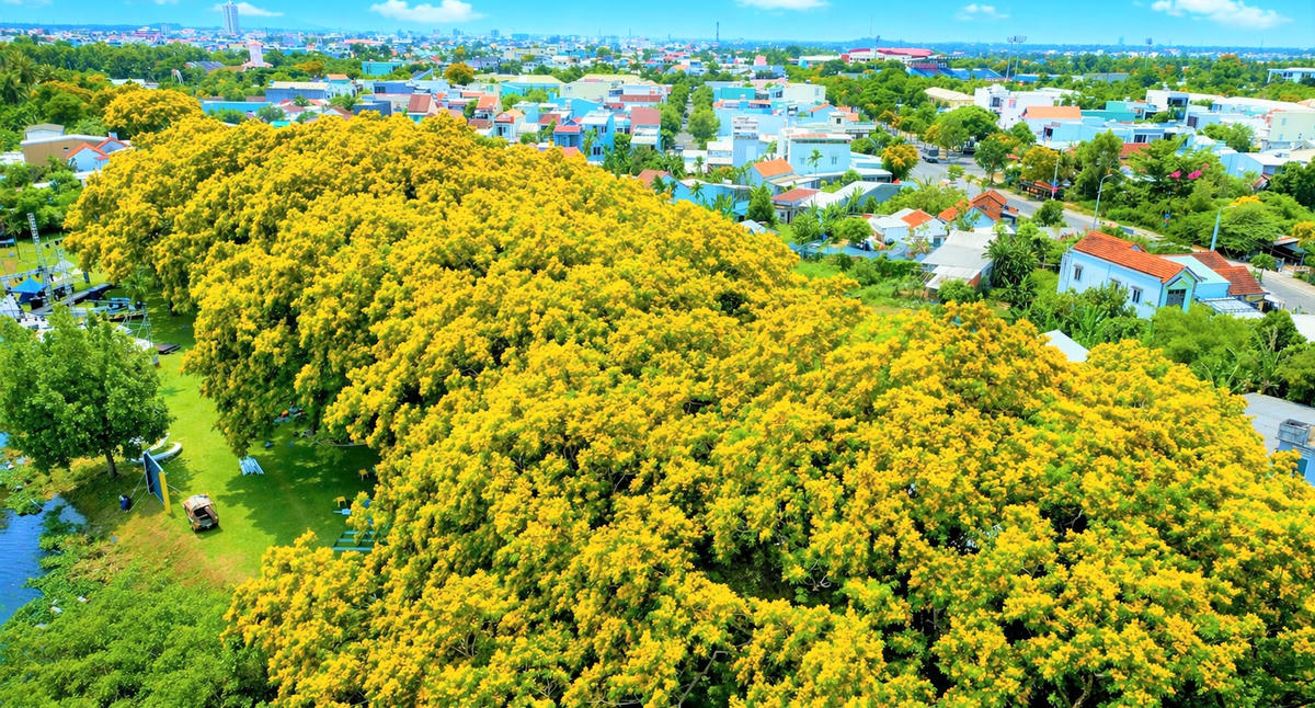 Hoa sưa thắm vàng ở làng sinh thái Hương Trà. Ảnh Tấn Thành