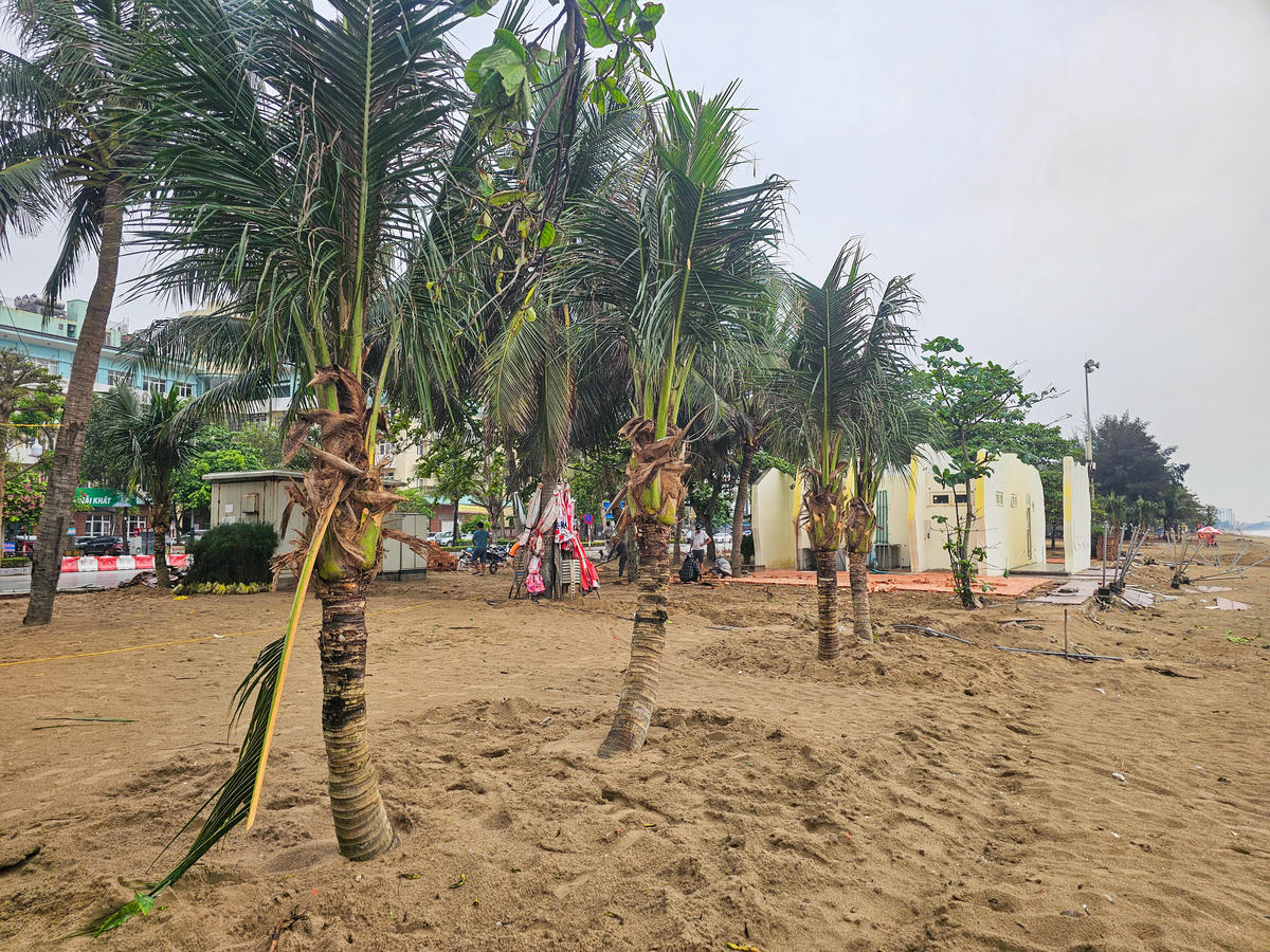 Đối với cây dừa cảnh, mật độ trồng dự kiến khoảng 3-4 cây/m2 ở bãi cát ven biển. Các cây dừa được lựa chọn có chiều cao trên 2 mét, thân cong, tán lá dài, rễ chùm, đảm bảo sinh trưởng tốt trong môi trường ven biển. Ảnh: Đình Minh&nbsp;