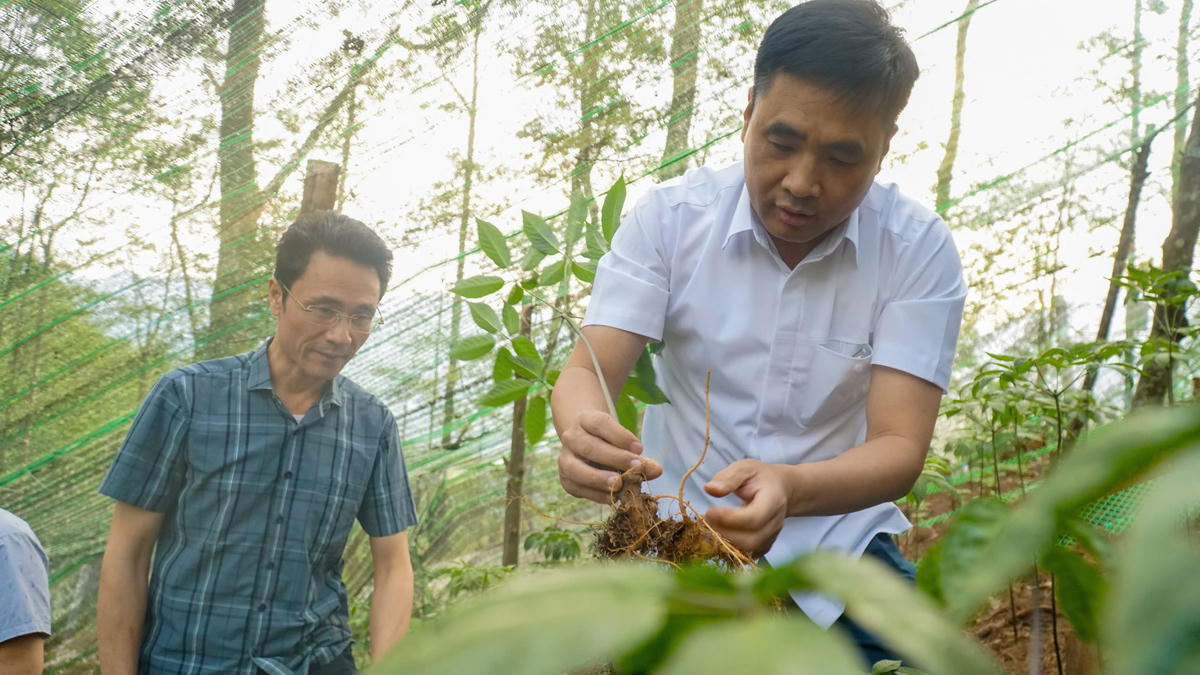 Các đại biểu tham quan vườn sâm Lai Châu.