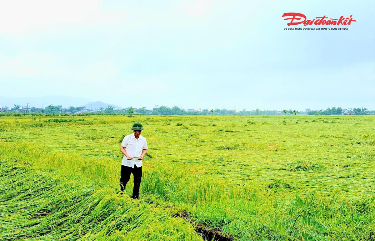 Toàn xã Đức Quang ghi nhận khoảng 36,5/1.160 ha lúa Xuân bị gãy đổ sau trận mưa. Ảnh: TU.