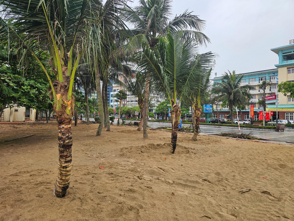 Ông Trịnh Tiến Dũng - Chủ tịch UBND phường Sầm Sơn khẳng định: Việc trồng dừa và phi lao dọc bãi biển không chỉ góp phần tạo bóng mát, chống xói lở mà còn hình thành điểm nhấn cảnh quan đặc trưng cho đô thị biển. Ảnh: Đình Minh