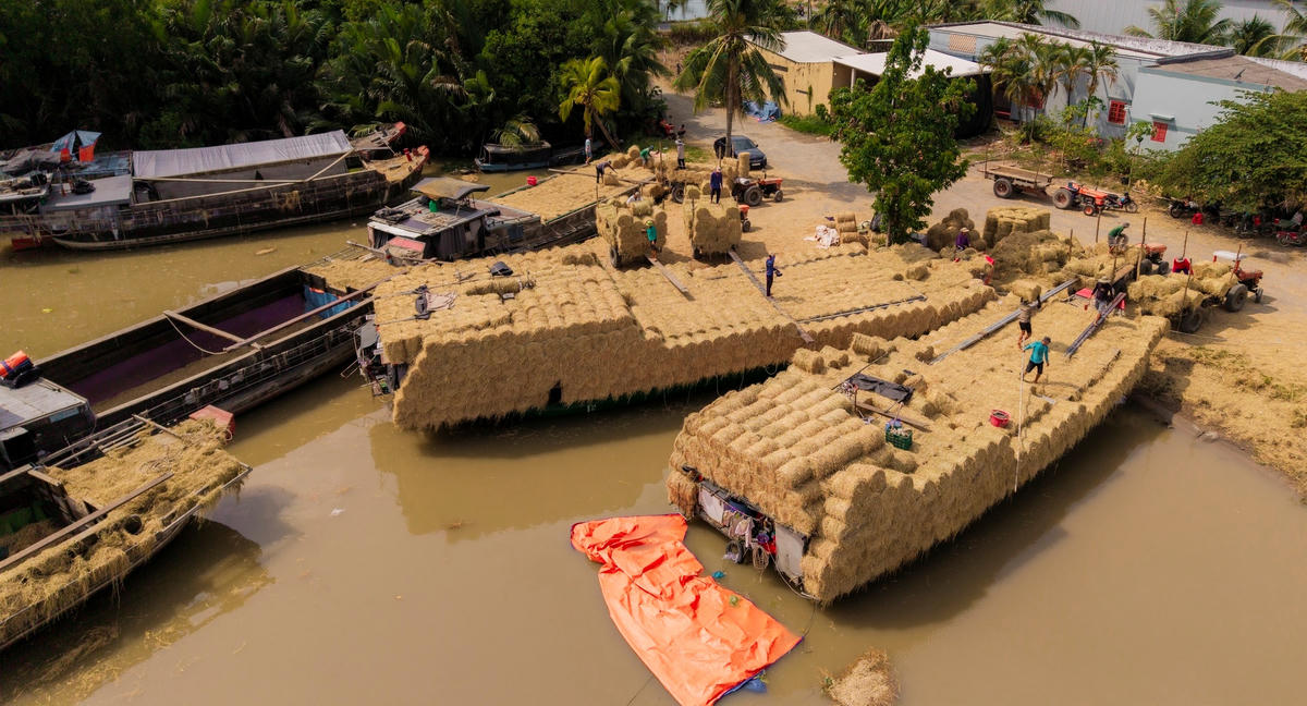Người dân vùng sông nước miền Tây thu gom, vận chuyển rơm bằng ghe sau mùa gặt, tạo nên những “bè rơm” ken dày ven dòng Ba Lai. (Ảnh: Trí Trần).