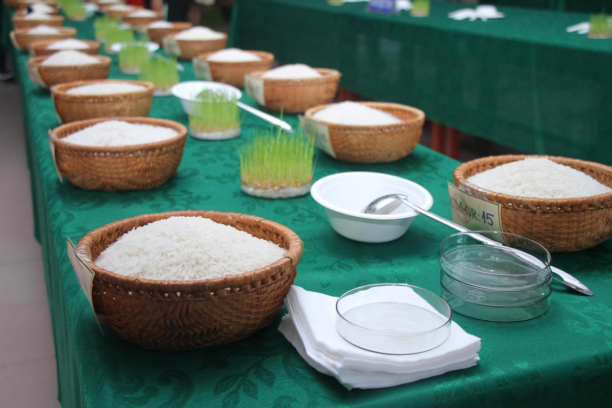 Cuộc thi gạo ngon ĐBSCL lần thứ I năm 2026 được kỳ vọng sẽ là sân chơi uy tín, góp phần tôn vinh những sản phẩm gạo tiêu biểu của vùng. Ảnh: Nguyên Du