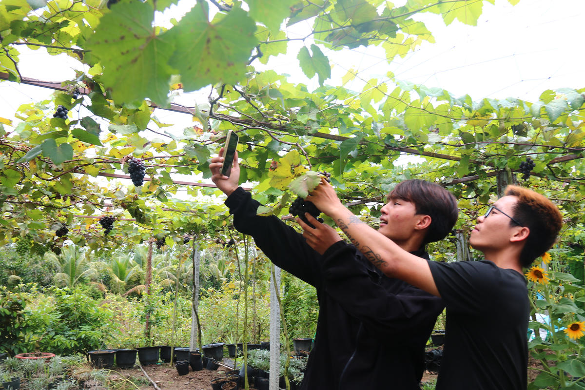 Ông Nguyễn Thành Dũng chăm chút tỉa từng lá nho già. (Ảnh: Trung Ngãi).