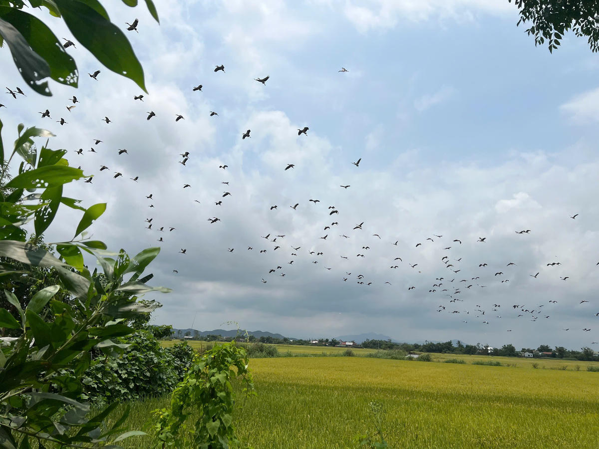 Đàn cò nhạn hàng trăm con xuất hiện trên cánh đồng ở Huế khiến người dân thích thú. Ảnh: N.T.