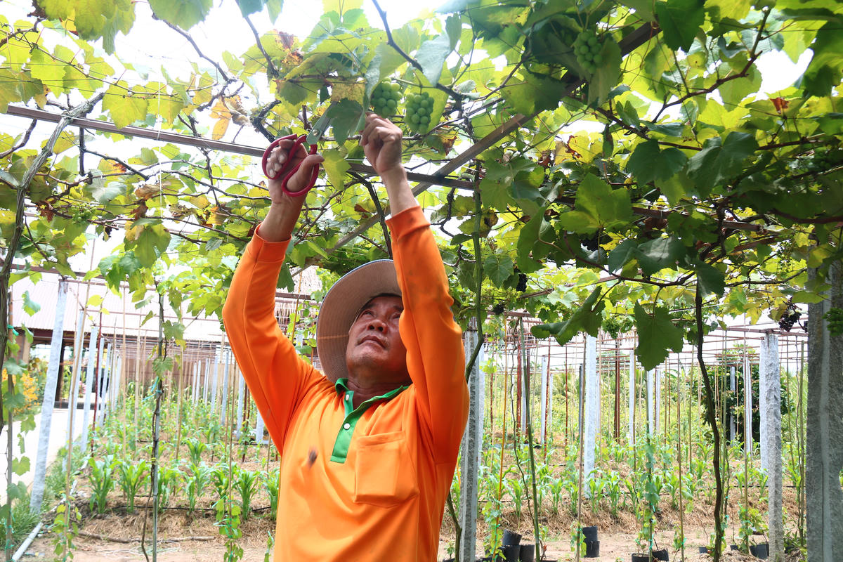 Sau khi tham quan, du khách thưởng thức những quả nho ngay tại vườn. (Ảnh: Trung Ngãi).