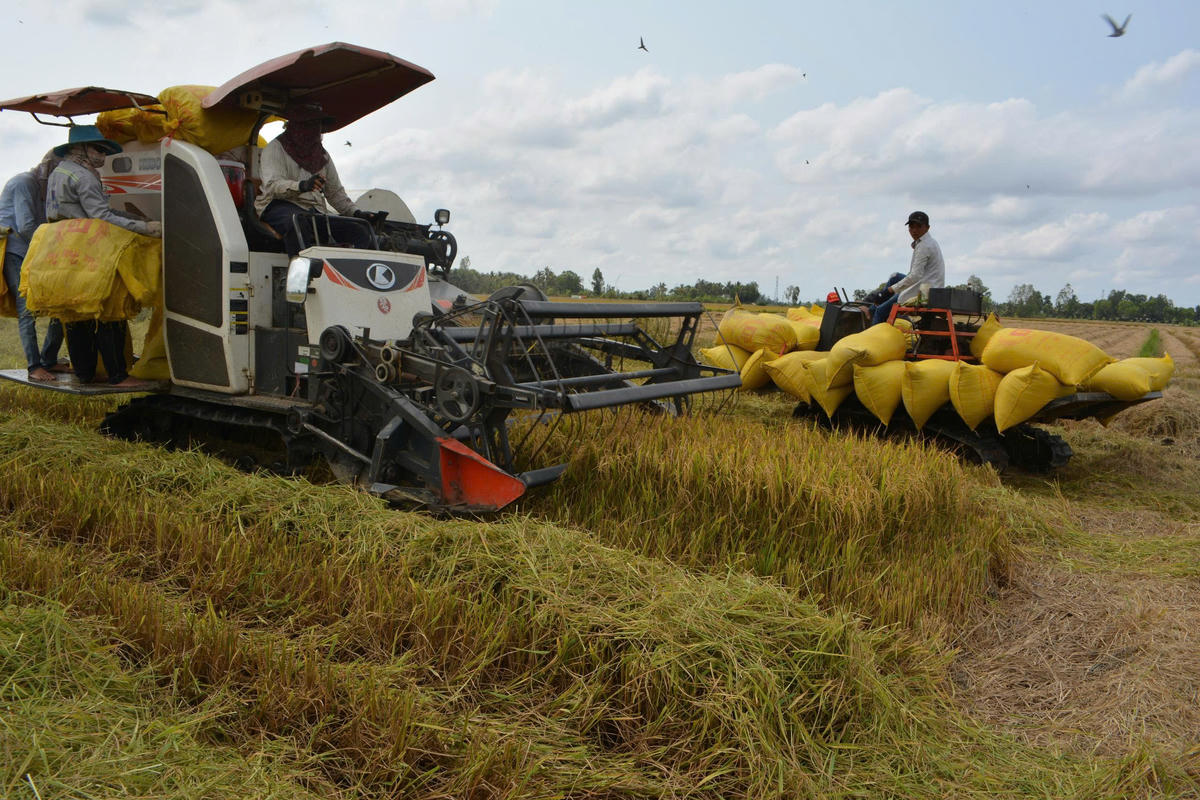 Thu hoạch lúa Đông xuân 2025 - 2026 ở Cà Mau. Ảnh: Nguyên Du
