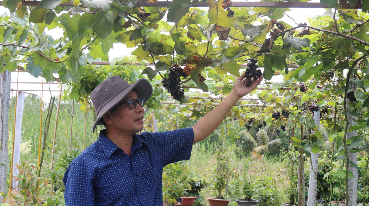 Ông Đoàn Hữu Nhiều bên vườn nho đang cho trái. (Ảnh: Trung Ngãi).